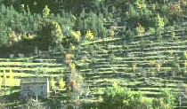 Cevennes landscape - a "mas c�venol" (farmhouse) at its terrasses